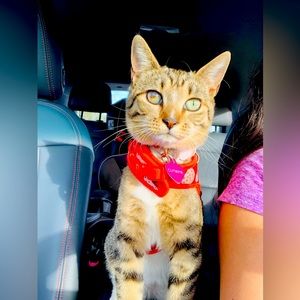 Make me a reasonable offer and I will accept-all month🌸🌸🌸